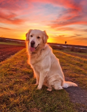 Golden Retriever Welpen   4 Rüden suchen liebevolles Zuhause