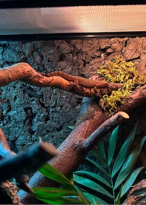 Jungferngecko