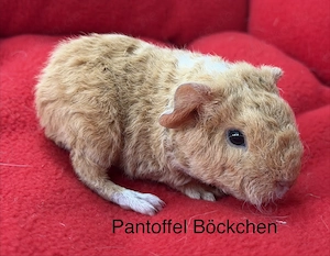 Meerschweinchen US Teddys
