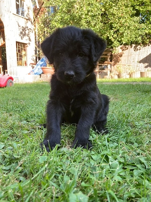 Riesen Schnauzer  Mix Welpen 