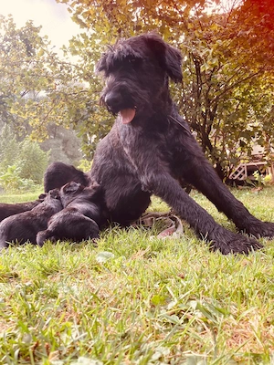 Riesen Schnauzer  Mix Welpen 