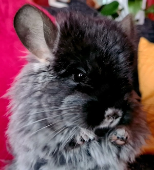 Chinchilla Jung-Böckchen (RPA und RPAT)