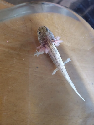 Axolotl Jungtiere