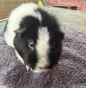 Meerschweinchen US Teddy Mädel 