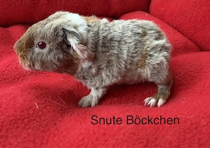 US Teddys Böckechen