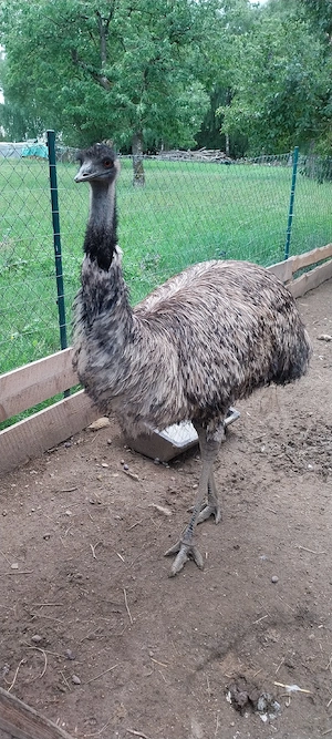 Emu Männchen abzugeben