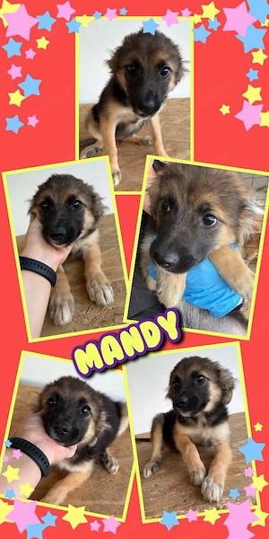 zuckersüßes Welpenmädchen "Mandy" sucht ein liebevolles Zuhause