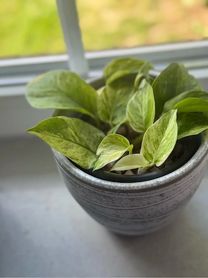 Marble Queen Efeutute - Zimmerpflanze 