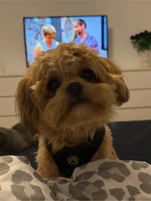 rasse: shih tzu