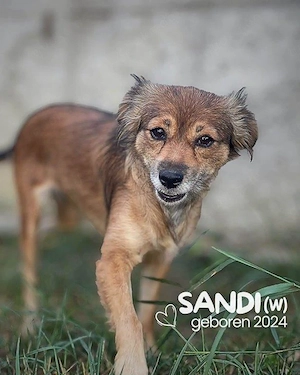 kleine, soziale, unkomplizierte, menschenbezogene, junge Hündin "Sandi" sucht ein Zuhause