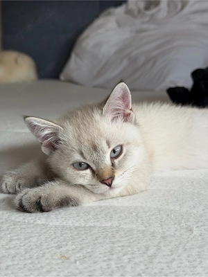 Reinrassige BKH Kitten