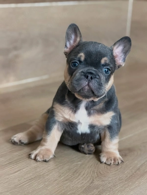 Französische Bulldoggen-Welpen (Rüden und Hündinnen)