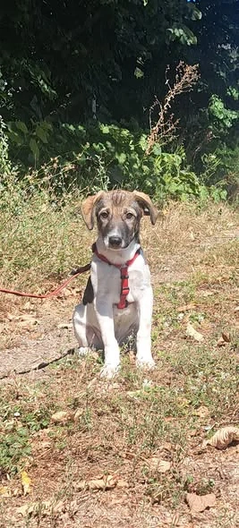 Mowgli, kleiner Hund sucht neue Familie