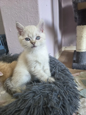 Kitten Abgabe bereit 