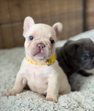 Entzückende Französische Bulldoggen suchen ein neues Zuhause.