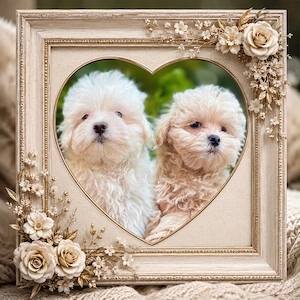 Maltipoo Welpen
