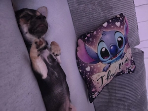 2 süße chihuahua Welpen 
