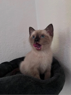siam -BKH Mix Baby katzen 