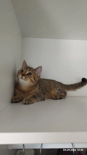 Bezaubernder BKH-Junge "Avatar" in Silver Tabby   Silver Shaded sucht sein Traumzuhause!