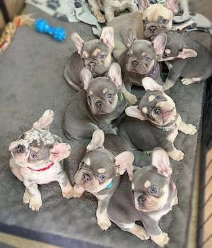 Wunderschöne Französische Bulldoggen-Welpen abzugeben.