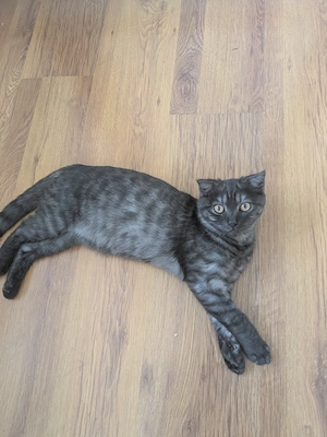 Katerchen sucht ein liebevolles Zuhause 