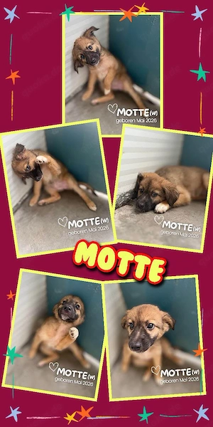 fröhliches, lustiges, wunderschönes, liebes Welpenmädchen "Motte" sucht ein liebevolles Zuhause