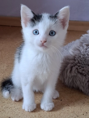 verspielte Katzenbabys