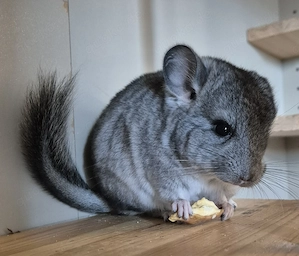 Handzahmes Chinchilla Baby Weibchen ab Anfang  Mitte Oktober 2026 zur Abgabe