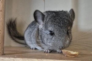 **Kleines**Handzahmes**Chinchilla*Baby**Mädchen sucht ein schönes neues Zuhause***