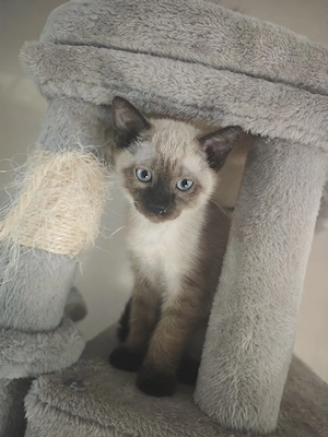 Siam Birma Katze u. Kater Kitten 