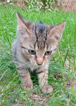 Kuschelkater