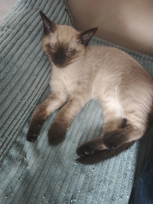 Siam Birma Katze u. Kater Kitten 