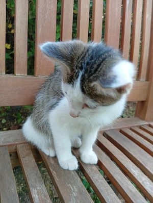 Kuschelkater