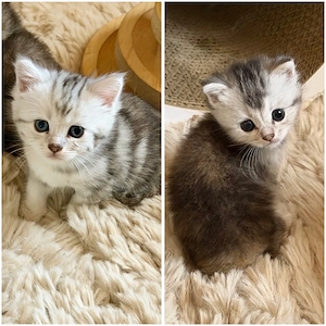 2 Britisch Kurzhaar Kitten Mädchen suchen Zuhause auf Lebenszeit 
