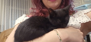 Katzen Kitte