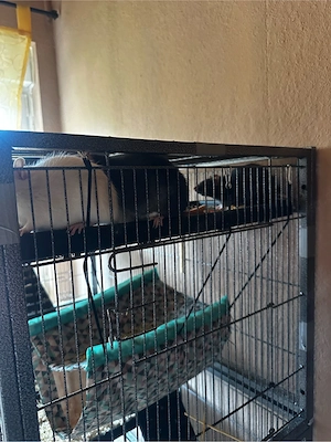 ratten suchen neues zuhause 