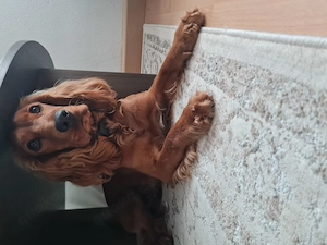 Cocker-Spaniel-Rüde sucht endzuhause
