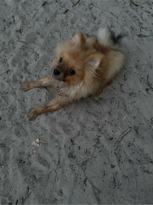 Pomsky welpen 