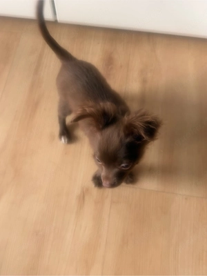 Chihuahua Rüde sucht 