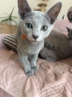 Russisch Blau Kitten