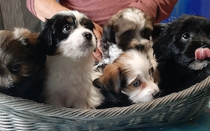 Bolonka-Shih-tzu Welpen 