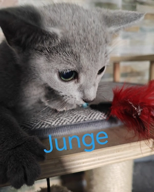 Russisch Blau Kitten mit Stammbaum 