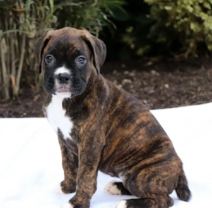 Boxerwelpen suchen ein liebevolles Zuhause !