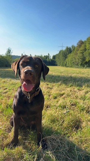 Labrador-Rüde Toffy sucht ein liebevolles Zuhause