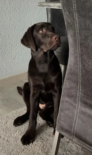 Labrador-Rüde Toffy sucht ein liebevolles Zuhause
