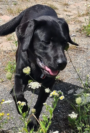 Labrador Rüde 