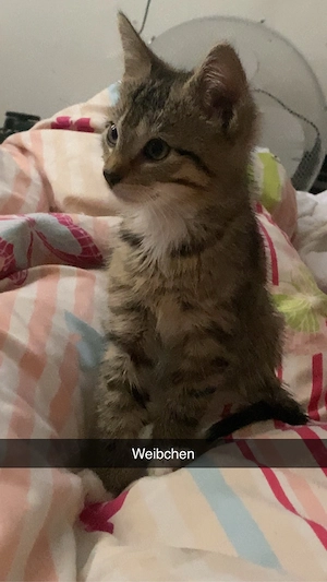 1l iebevolles kitten suchen für immer zuhause 