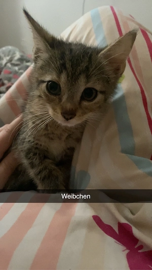 2 liebevolle kitten suchen für immer zuhause 