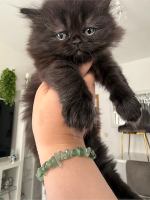 Reinrassige Perser babykatzen