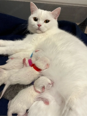 BKH Kitten